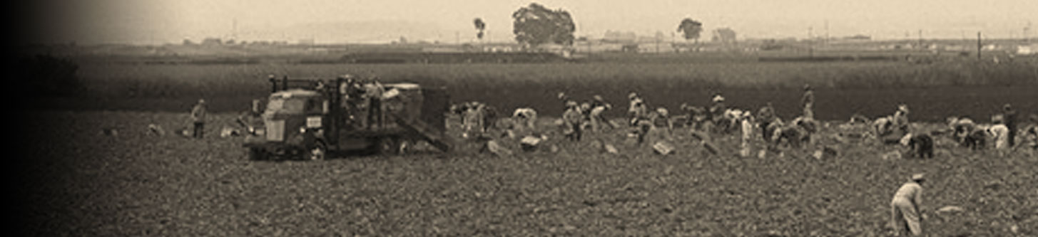 Braceros performing field labor